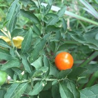 <i>Solanum pseudocapsicum</i>  L.