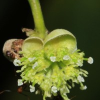 Litsea glutinosa (Lour.) C.B.Rob.