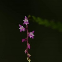 Podochilus warnagalensis Wijew., Priyad., Arang., Atthan., Samar. & Kumar