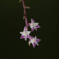 Podochilus warnagalensis Wijew., Priyad., Arang., Atthan., Samar. & Kumar