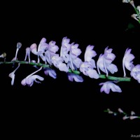 Aerides ringens (Lindl.) C.E.C.Fisch.