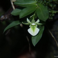 Dendrobium taprobanium Atthanagoda, Priyadarshana, Wijewardhane, Aberathna, Peabotuwage & Kumar