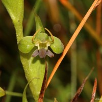 Habenaria acuminata (Thwaites) Trimen