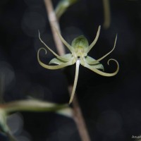 Habenaria dichopetala Thwaites