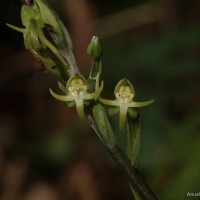 Habenaria dolichostachya Thwaites