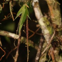 Oberonia meegaskumburae Priyad., Wijew. & Kumar