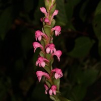 Satyrium nepalense D.Don