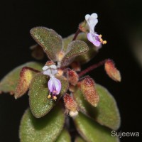 Coleus prostratus (Gürke) A.J.Paton