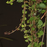 Coleus prostratus (Gürke) A.J.Paton