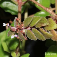 Coleus prostratus (Gürke) A.J.Paton