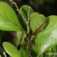 Pyrrosia heterophylla  (L.) M.G.Price