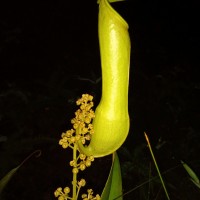 Nepenthes distillatoria L.