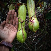 Nepenthes distillatoria L.