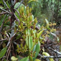 Nepenthes distillatoria L.