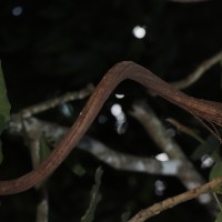 Fernandoa adenophylla (Wall. ex G.Don) Steenis