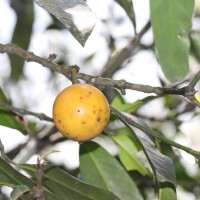 Garcinia xanthochymus Hook.f. ex T.Anderson