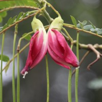 Sesbania grandiflora (L.) Poir.