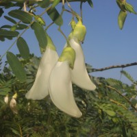 Sesbania grandiflora (L.) Poir.