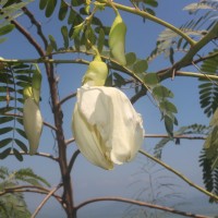 Sesbania grandiflora (L.) Poir.