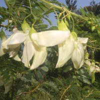 Sesbania grandiflora (L.) Poir.