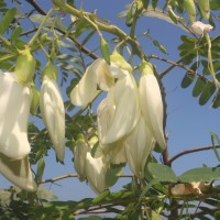 Sesbania grandiflora (L.) Poir.