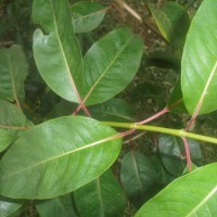 Paracarphalea kirondron (Baill.) Razafim., Ferm, B.Bremer & Kårehed