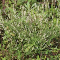 Polygala paniculata L.