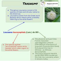 Leucaena leucocephala (Lam.) de Wit
