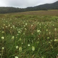 Allium hookeri Thwaites