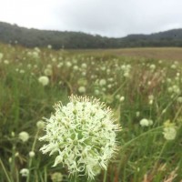 Allium hookeri Thwaites