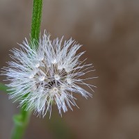 Cyanthillium cinereum (L.) H.Rob.