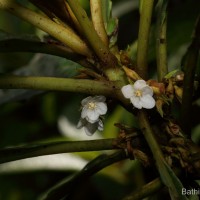 Rhynchotechum permolle (Nees) B.L.Burtt