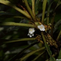 Rhynchotechum permolle (Nees) B.L.Burtt