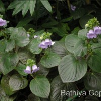 Gloxinia perennis (L.) Druce