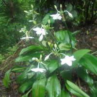 Urceolina × grandiflora (Planch. & Linden) Traub