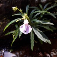 Impatiens linearis Arn.