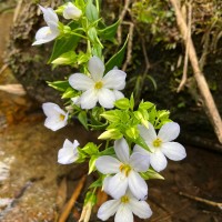 Exacum pallidum (Trimen) Klack.