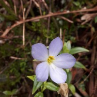 Exacum pallidum (Trimen) Klack.