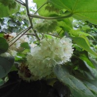 Dombeya burgessiae Gerrard ex Harv.