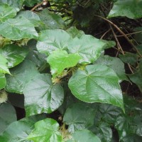 Dombeya burgessiae Gerrard ex Harv.