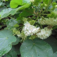 Dombeya burgessiae Gerrard ex Harv.