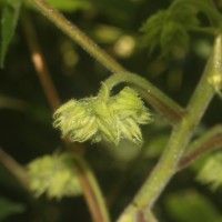 Dombeya burgessiae Gerrard ex Harv.