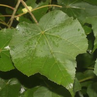 Dombeya burgessiae Gerrard ex Harv.