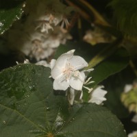 Dombeya burgessiae Gerrard ex Harv.