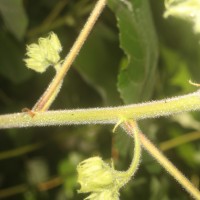 Dombeya burgessiae Gerrard ex Harv.