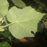 Dombeya burgessiae Gerrard ex Harv.