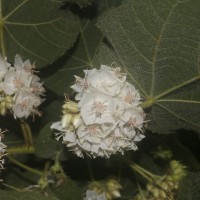 <i>Dombeya burgessiae</i>  Gerrard ex Harv.