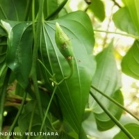 Stemona tuberosa var. minor (Thwaites) C.E.C.Fisch.