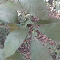 Litsea quinqueflora (Dennst.) C.R.Suresh