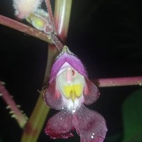 Impatiens taprobanica Hiern